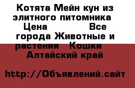 Котята Мейн-кун из элитного питомника › Цена ­ 20 000 - Все города Животные и растения » Кошки   . Алтайский край